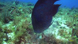 HD Cozumel Diving Mexico [upl. by Egduj]