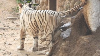 How White tiger stamp their identification on tree for his area  Zoo [upl. by Bonnes]