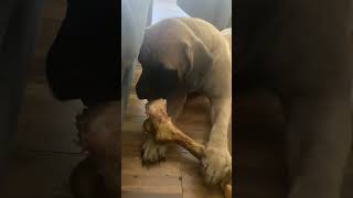 Mastiff Eating Bully Stick Giant [upl. by Joao]