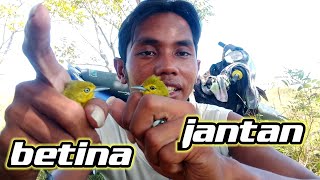 4 CARA UNTUK MEMBEDAKAN JANTAN DAN BETINA BURUNG SIRPU [upl. by Asilet]