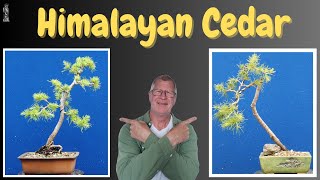 Why Your Himalayan Cedar Bonsai Needs Repotting NOW [upl. by Rosenberg]