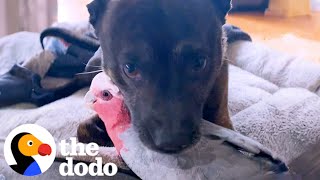 Dog Keeps Hugging His New Parrot Friend  The Dodo [upl. by Udela627]