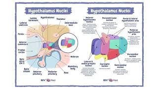 Nuklei Hipotalamus Nuclei Hypothalamus [upl. by Gabey]