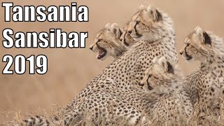 Tansania Safari und Strandurlaub auf Sansibar 2019 mit vielen Geparden [upl. by Annelak959]