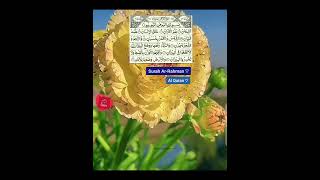 Surah ArRahman ♡  Al Quran ♡  The Straight path  صراط المستقيم [upl. by Gorey]