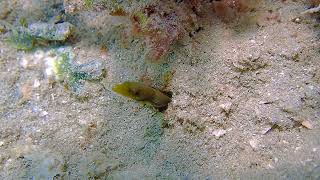 Coral Citizen  Bluethroat Pikeblenny  5262024 [upl. by Ykcaj530]