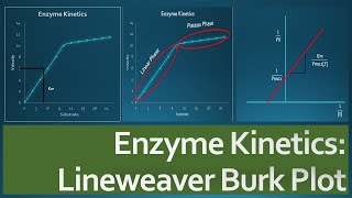 Enzyme Kinetics  Lineweaver Burk Plot Explained [upl. by Vinna]