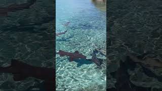 Sharks in crystal clear water in the Bahamas 🇧🇸 shorts [upl. by Lynde]