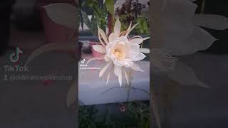 Night blooming Cereus bloomed plants nightflower garden rareflowers [upl. by Eelhsa]