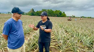 The Sweetest PINEAPPLE in the Phil 100 Hectares Farm Everyday Harvest Everyday Planting [upl. by Anerroc472]