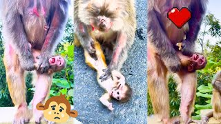 Baby monkey screams loudly because mother monkey forces him to stop feeding [upl. by Attennaj]