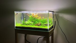 Aquascape 60L [upl. by Airla]