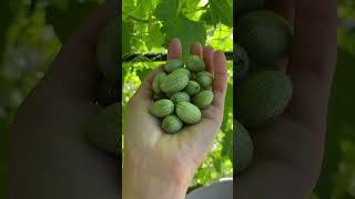 Cucumelon Fruit Harvesting From Farm 🍐 fruit cucamelon shorts short [upl. by Anelah]