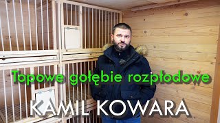 KAMIL KOWARA  TOPOWE GOŁĘBIE ROZPŁODOWE [upl. by Swerdna]