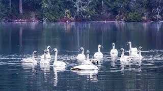 The REAL Swan Lake Trumpeter Swans by the Hundreds Taking Flight HD [upl. by Wattenberg]