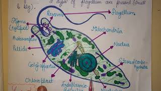 EUGLENA  STRUCTURE OF EUGLENA  BSC 1st YEAR  LABELLED DIAGRAM OF EUGLENA  ASHNA SIDDIQUI [upl. by Fulvia]