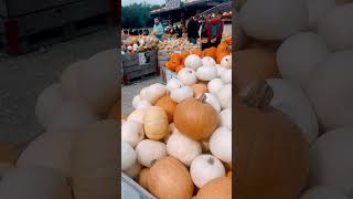 Pumpkin market in Swiss Bülach [upl. by Swec650]