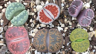 How to Repot Lithops  Hybridisation and Collection [upl. by Ignatia]