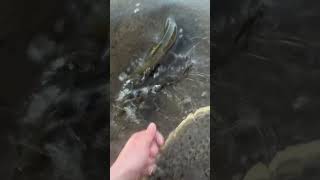 Cutthroat Crazy trout fishing flyfishing nature [upl. by Lattimer]