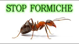 Stop alle formiche per sempre in modo naturale e a costo zero  o quasi ants fourmis hormigas [upl. by Ekaj930]