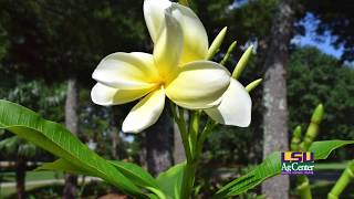 Tropical Garden at LSU AgCenter Botanic Gardens at Burden [upl. by Adnih]