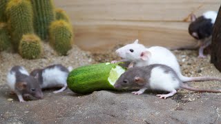 Cat TV  adorable mouse digging burrows squabble playing and squeaking  Real mouse 🐭 [upl. by Ygiaf]