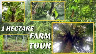 1 Hectare Farm Tour  Our Farm  Philippines [upl. by Notelrahc]