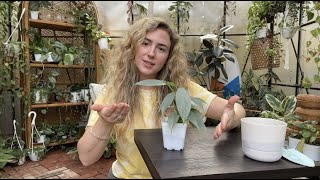 Silver Sword Philodendron Philo Hastatum Care tips and repotting [upl. by Ahser]