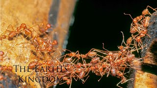 Army Ants  National Geographic Wildlife Documentary 2020 Hd [upl. by Cheng]