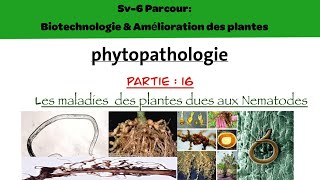 Phytopathologie partie 16  les maladies des plantes dues aux nématodes [upl. by Mackler]