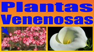 10 PLANTAS VENENOSAS QUE TEMOS EM CASA A mais bonita é a mais perigosa [upl. by Ennairol162]