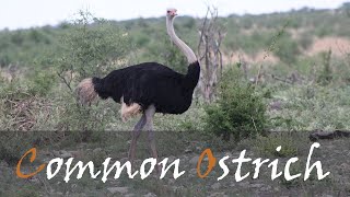 Common Ostrich Struthio camelus Bird Call Video Booming Ostrich Bird Call  Stories Of The Kruger [upl. by Madelle475]