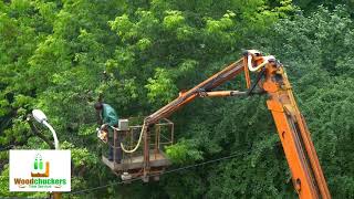 Woodchuckers Tree Service Inc Midlothian Virginia 23113 [upl. by Notsua]