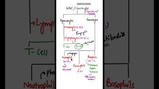 Difference between Granulocytes amp Agranulocytes shorts basophils neutrophils eosinophils [upl. by Modeste]