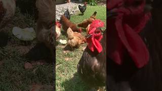 Chickens Eat Smashed Watermelon asmr chicken bordercollie shorts [upl. by Sigrid]