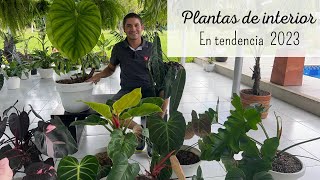 PLANTAS DE INTERIOR QUE SERÁN TENDENCIA EN EL 2023  Philodendros [upl. by Anirret]