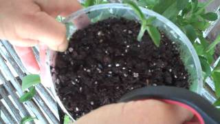 Growing Stevia  How to take Stevia cuttings [upl. by Pyne]