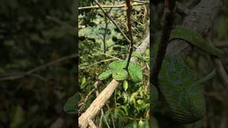 The most beautiful snake in Mexico Guatemala palm pitviper [upl. by Croteau]