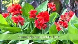 How to Plant Canna Bulbs [upl. by Kippie]