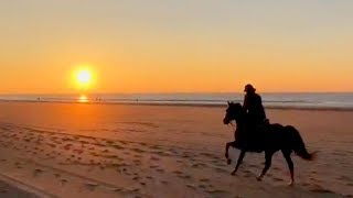 OVER HET STRAND GALOPPEREN MET ZONSONDERGANG  felinehoi VLOGMAS 158 [upl. by Vernice332]