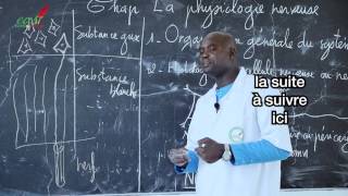 Cours  Terminale  SVT  La Physiologie nerveuse suite 3 [upl. by Rand32]