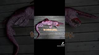 new shark goblin nunchucks bewatermyfriend shortvideo zambia weirdfact subscribe [upl. by Sapowith]