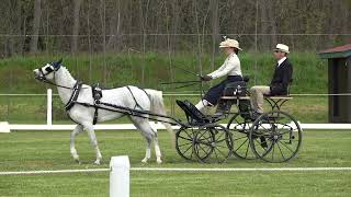 Concours international dattelage Sélestat 27042023 Vidéo1  Poneys [upl. by Bast]