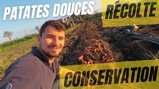 Super récolte de patates douces  Comment les conserver le plus longtemps possible [upl. by Adnahsed173]