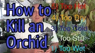 5 Easy Ways To KILL An ORCHID in 5 Minutes  When to Water Orchids and So Much More [upl. by Nosaes697]