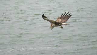 Common Buzzard Buteo buteo Buizerd Landtong Rozenburg ZH the Netherlands 19 Oct 2024 11 [upl. by Aldarcie]