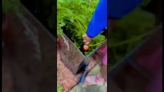 ഫാമിൽ നിന്ന് നേരിട്ട് ക്യാരട് പറിച്ചാലോ carrots farming kids fun uk [upl. by Nada941]