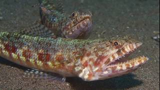 Facts The Lizardfish [upl. by Foy93]