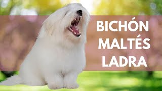 SOLUCIONES PARA UN BICHÓN MALTÉS QUE LADRA [upl. by Ramuk]