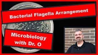 Bacterial Flagella Arrangements Microbiology [upl. by Tronna]